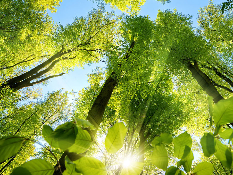 Sunlight filters through a lush canopy of green trees, creating a serene and vibrant natural scene.