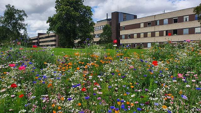 Wild flowers on the London Campus with the academic buildings in the background